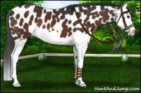Horse Color:Brown Splash Near Leopard 