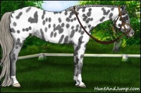Horse Color:Liver Red Roan Appaloosa Rabicano 