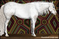Horse Color:Liver Chestnut Splash Frame Appaloosa Rabicano