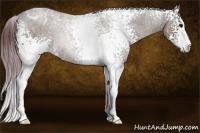 Horse Color:White Spotted Chocolate Brown Ice Sabino Appaloosa