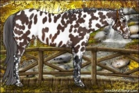 Horse Color:Brown Near Leopard 
