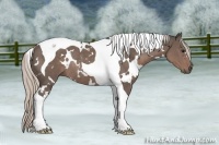 Horse Color:White Spotted Silver Black Tobiano Rabicano 