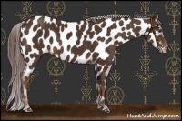 Horse Color:Liver Chestnut Appaloosa 