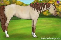 Horse Color:Red Dun Roan