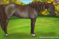 Horse Color:Liver Chestnut Rabicano 
