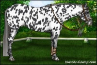 Horse Color:Black Appaloosa