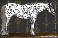Horse Color:Black Near Leopard 