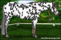 Horse Color:Black Near Leopard 