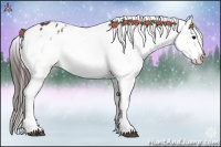 Horse Color:Brown Appaloosa 