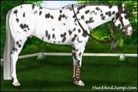 Horse Color:White Spotted Liver Chestnut Leopard 