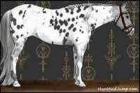 Horse Color:White Spotted Black Appaloosa