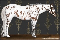 Horse Color:White Spotted Silver Brown Leopard 