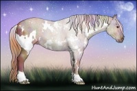 Horse Color:Nacre White Spotted Chestnut 