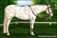 Horse Color:Gold Champagne Pearl Near Leopard 