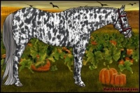 Horse Color:Black  and Black Appaloosa 