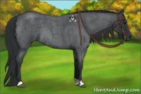 Horse Color:Blue Roan Rabicano