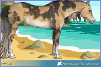 Horse Color:Buckskin  and Chocolate Palomino Dun 