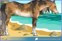 Horse Color:Buckskin  and Chocolate Palomino Dun