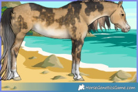 Horse Color:Buckskin  and Chocolate Palomino Dun 