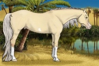 Horse Color:Silver Classic Champagne Dun Splash Frame 