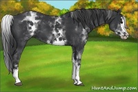 Horse Color:White Spotted Black Splash 