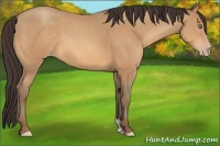 Horse Color:Amber Champagne 
