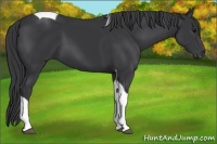 Horse Color:Black Tobiano 