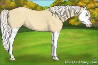 Horse Color:Silver Classic Champagne Dun Splash 