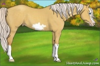 Horse Color:Silver Classic Champagne Dun Splash Frame 