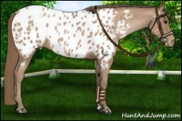 Horse Color:Black Pearl Appaloosa 