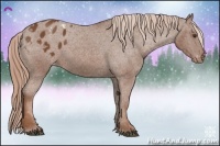 Horse Color:Chestnut Appaloosa