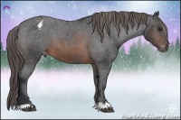 Horse Color:Brown Appaloosa