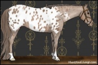 Horse Color:Black Pearl Near Leopard 