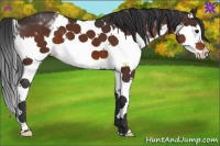 Horse Color:White Spotted Bay Splash