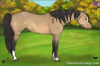 Horse Color:Buckskin Dun Sabino 