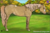 Horse Color:Chocolate Palomino Dun 