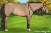 Horse Color:Amber Champagne Roan Rabicano 