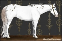 Horse Color:Chocolate Palomino Splash Leopard 