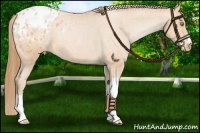 Horse Color:Bay Pearl Appaloosa 
