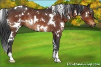 Horse Color:White Spotted Bay Rabicano