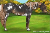 Horse Color:White Spotted Liver Chestnut 