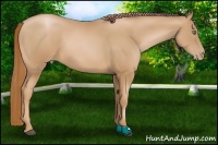 Horse Color:Chestnut Pearl