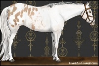 Horse Color:White Spotted Silver Brown Pearl Appaloosa 