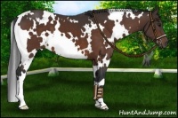 Horse Color:White Spotted Bay 