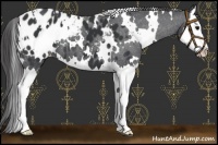 Horse Color:White Spotted Black Splash Appaloosa 