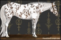 Horse Color:White Spotted Silver Black Appaloosa