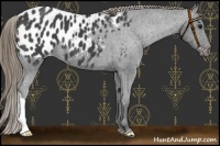 Horse Color:Smoky Black Appaloosa 