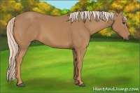 Horse Color:Palomino