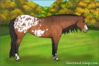 Horse Color:Brown Appaloosa and Brown Frame Appaloosa