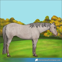 Horse Color:Liver Red Dun Appaloosa